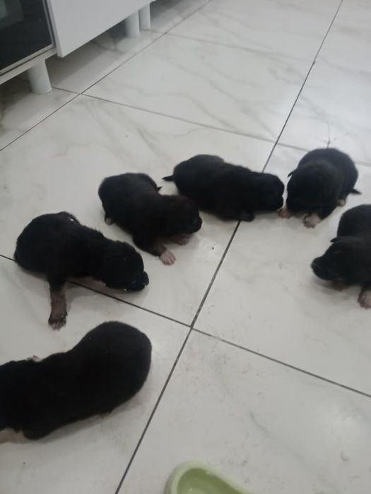 Отдам щенят в добрые руки