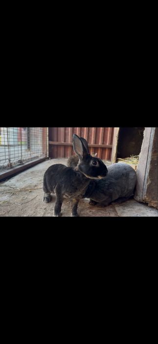 Rex pitic - iepuri de companie