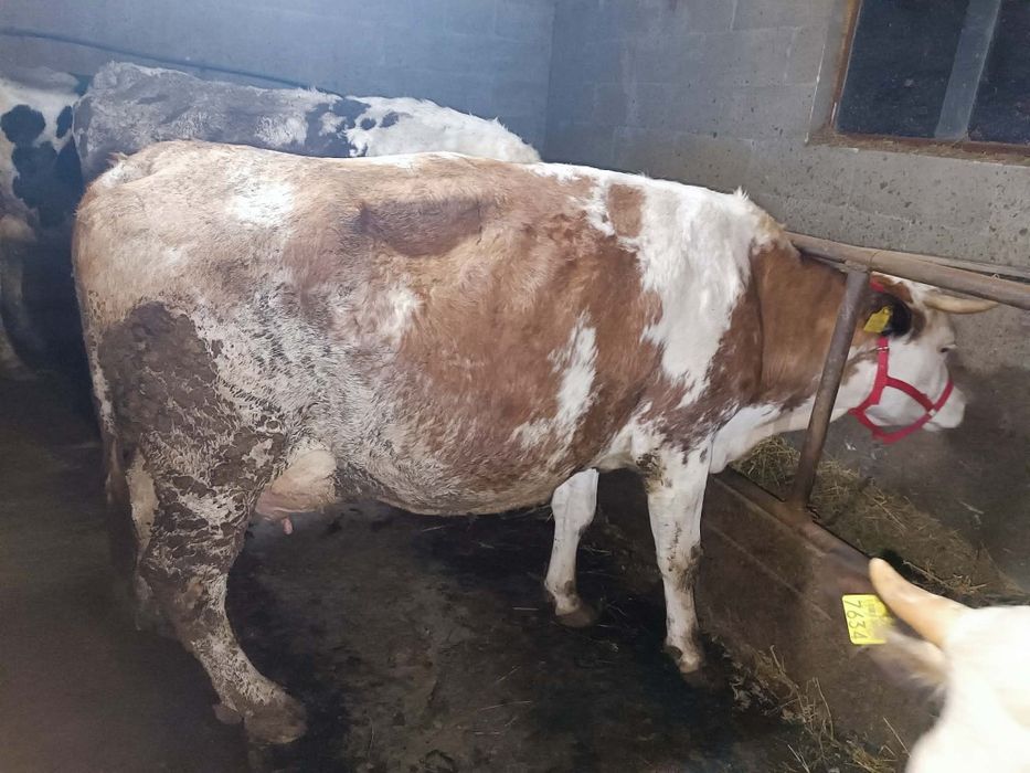 Vaca baltata exemplar deosebit!