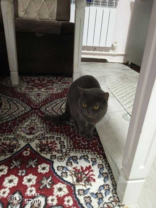 Mushuk sotiladi moda arzon narxda