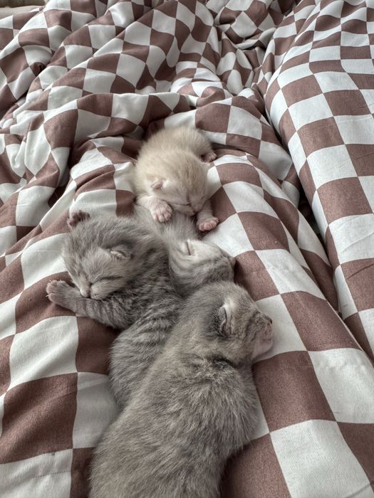 Шотландские котята бронь