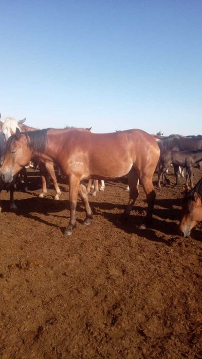 Продаю лошадь 7 лет и жеребят