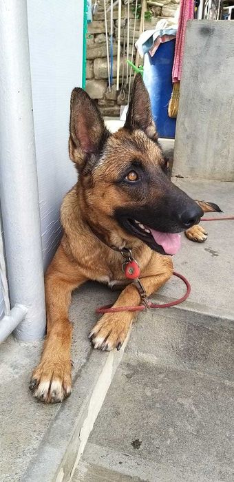 Belgian Malinois  - își caută un nou stăpân