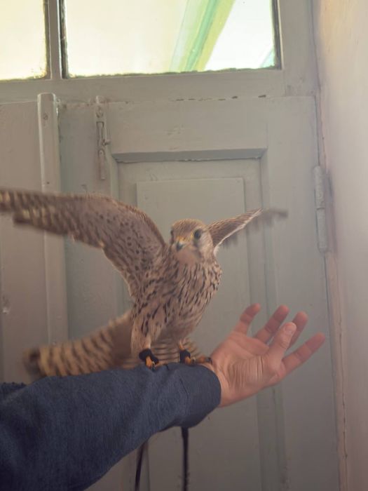 Pustelka lochin turi