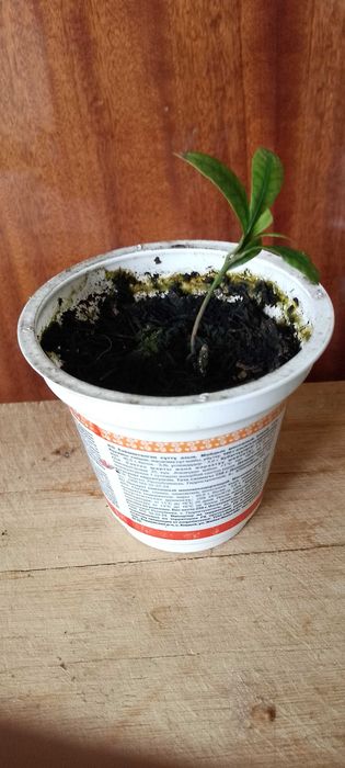 Синсепалум экзот.Магический фрукт.