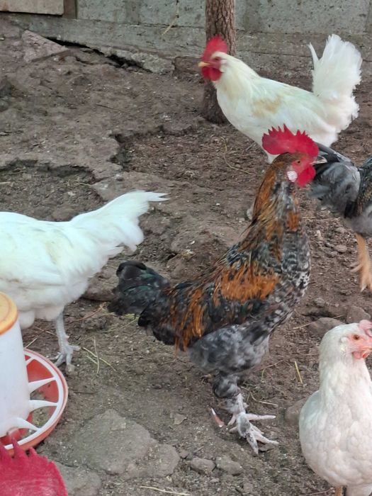 Продавам различни породи петли