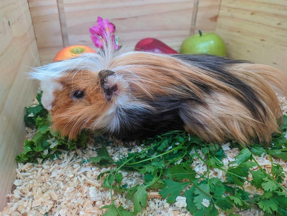 Морские свинки разные.