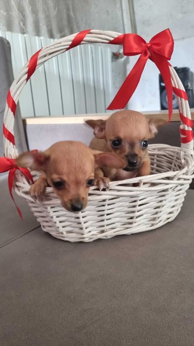 Русский Той-терьер мини