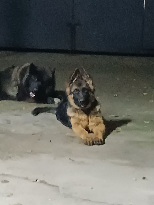 немецкая овчарка