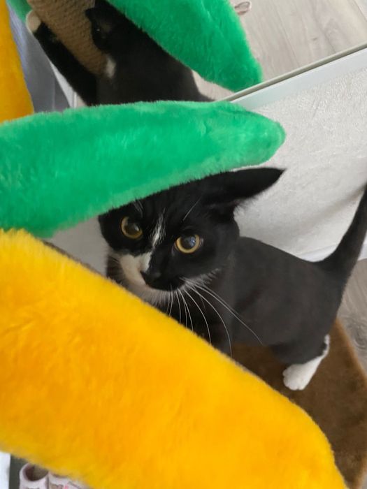 Отдам кота в хорошие руки