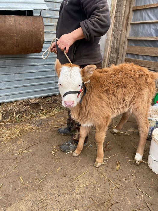 Сауын сиыр жуас 2 туған