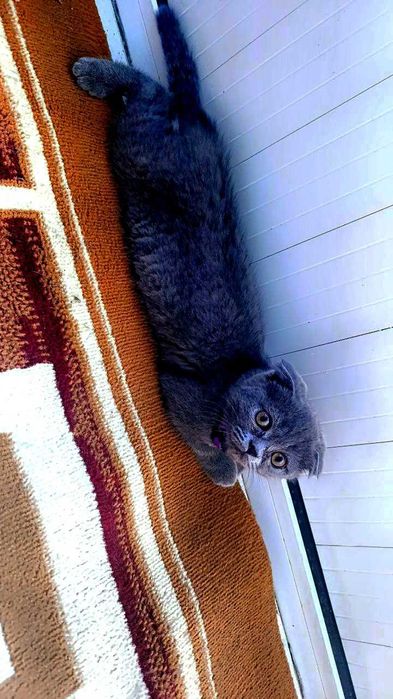 Продаются породистый котик от правильной вязки