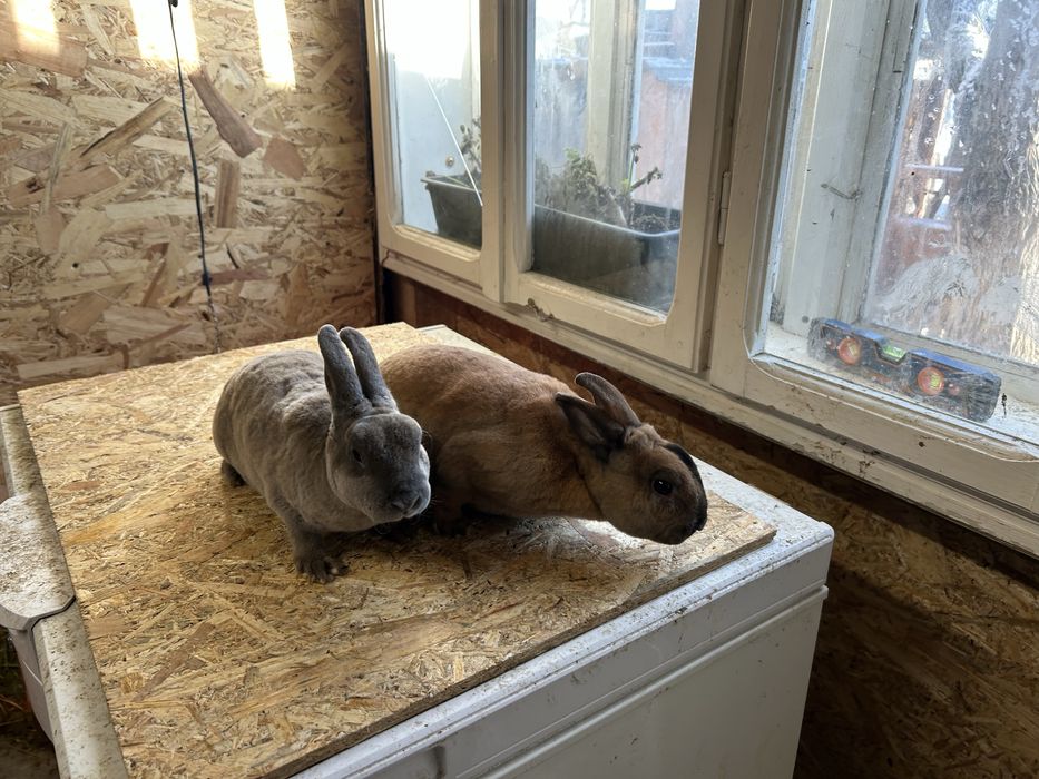 Iepuri Rex pitic perechi