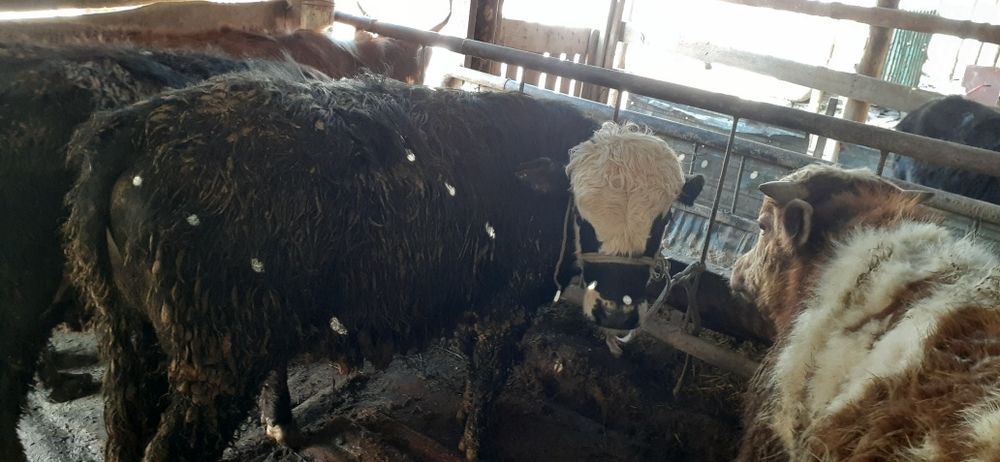 Бордақы бұқа қашарлар