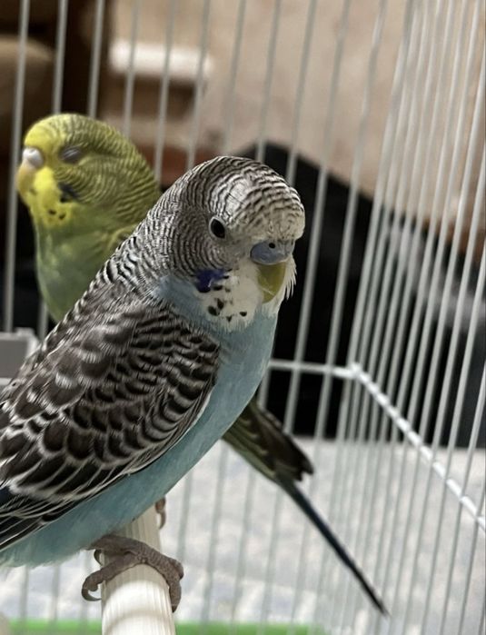 Продам папугай ..