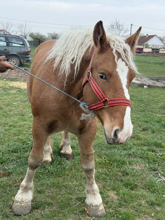 Manza de 2 ani ……….