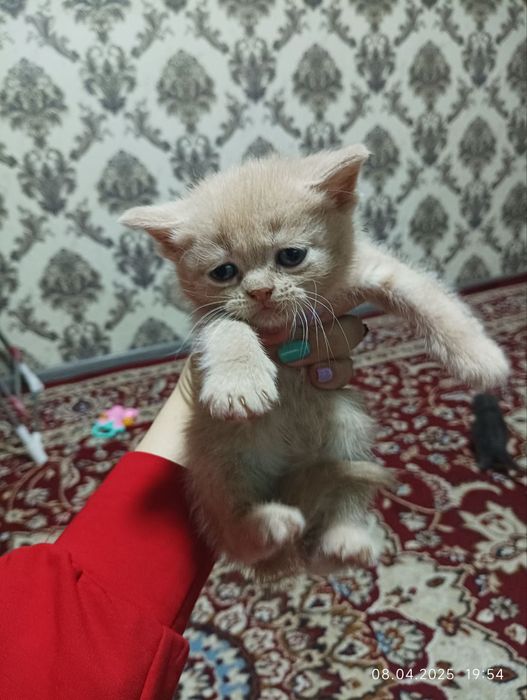 Котята шотландские