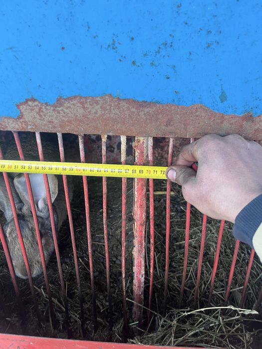 Vând cușcă de iepuri