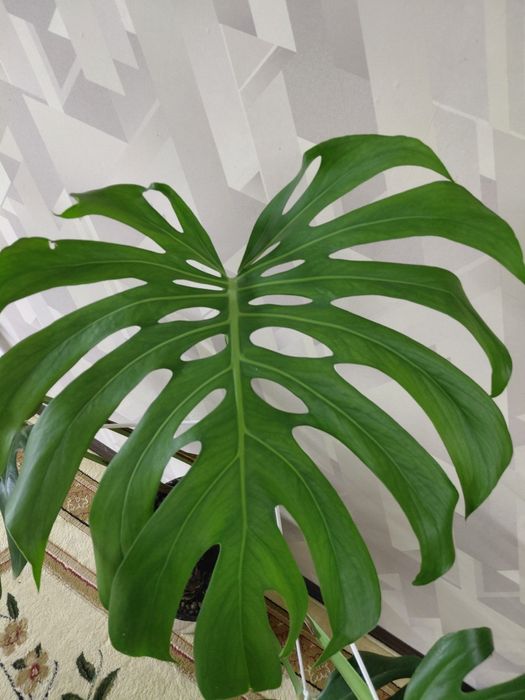 Monsteri guli sotiladi srochno