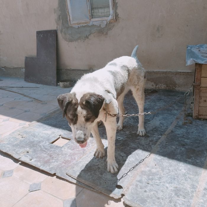 Алабай күшік 8 айлық