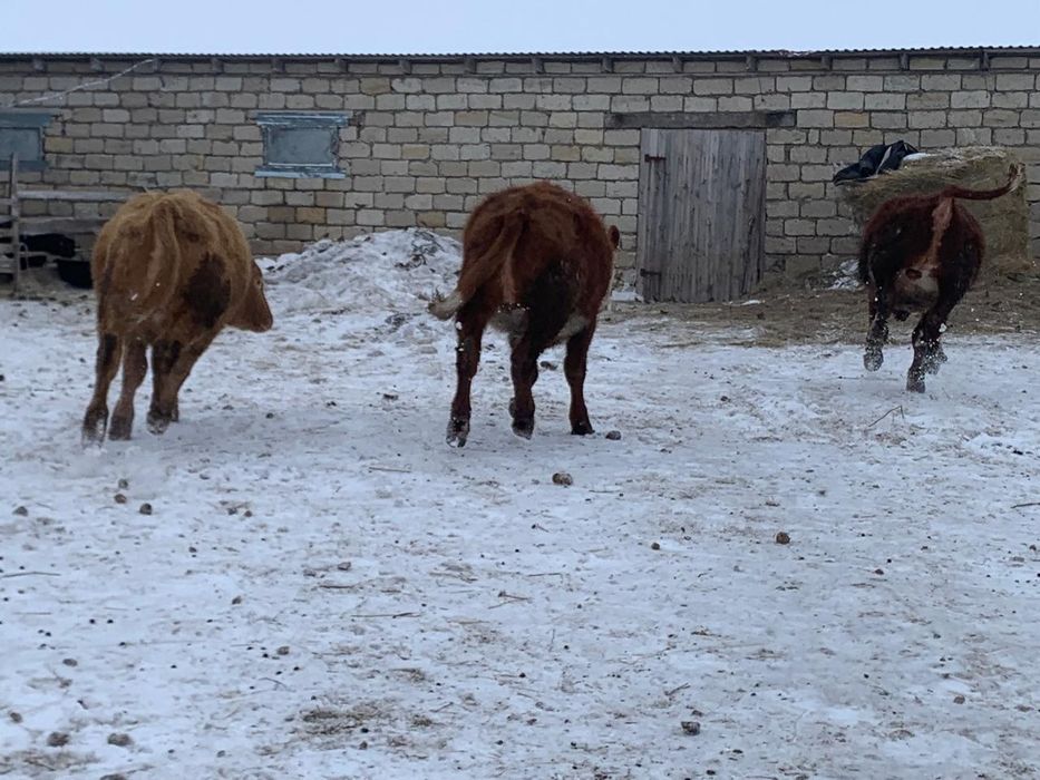 Өгіздер сатылады.