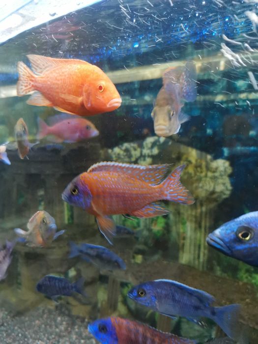 Аквасалон,, Ковчег "цихлиды