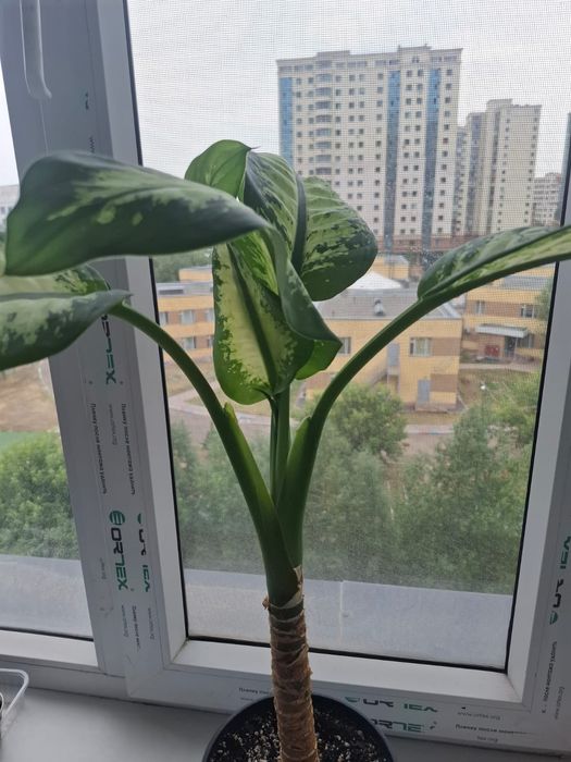 Продам дифференбахия