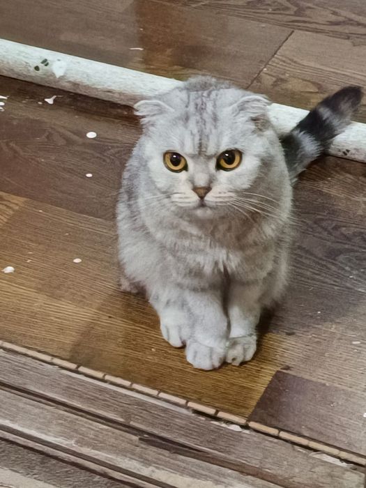 Кошка шотландский