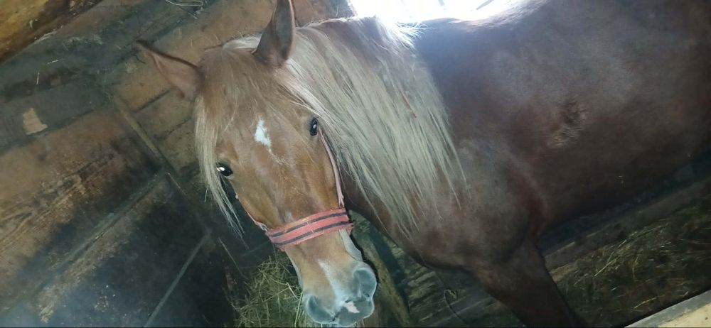 Vând iapă     de 5 ani