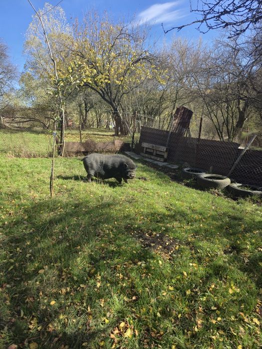 виетнамски прасета