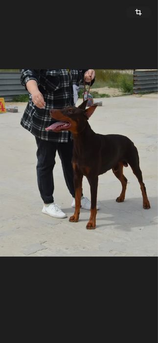 Предлагаються щенки добермана