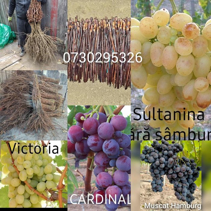 Vând Butași viță de vie altoită si hibridă Autorizata si Certificată