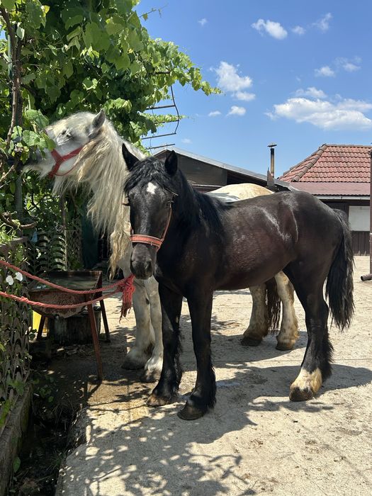 Vând Iapă cu mânză