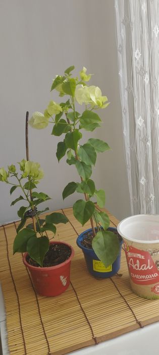 Бугенвиллия белая .