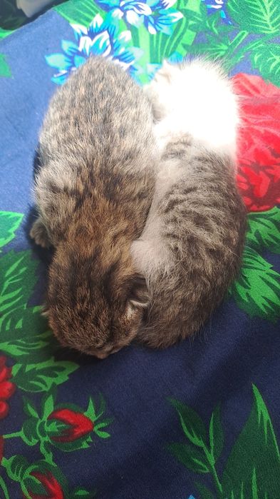 Отдам котят в добрые руки