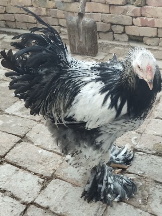 Тёмни пух хурозла сотилади.