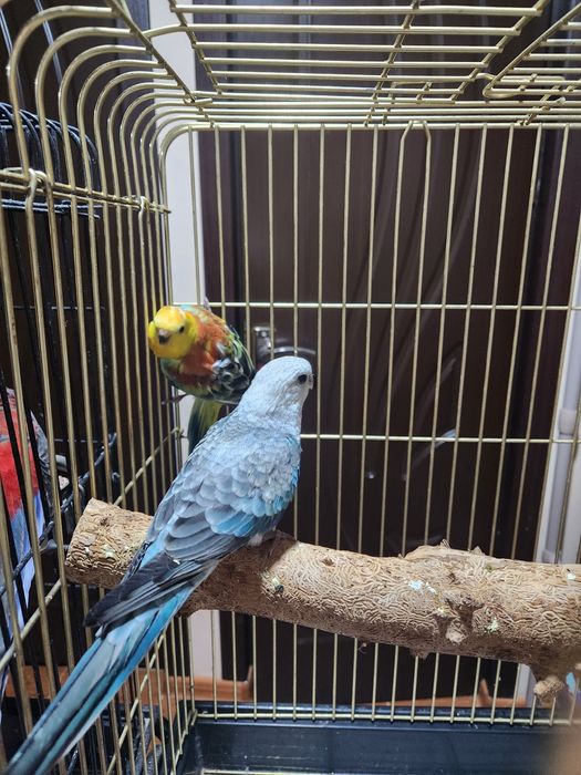 Продам двух певчих самцов. Только начали кушать самостоятельно