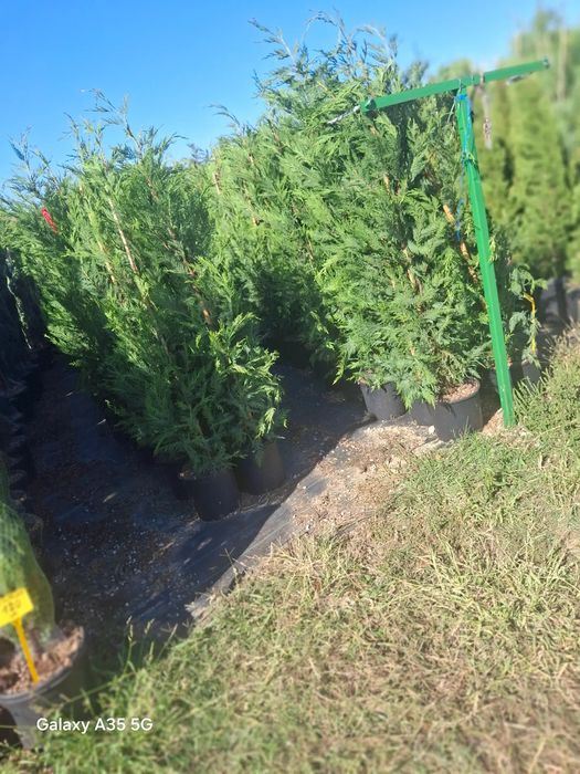 Vând leylandii la oferta