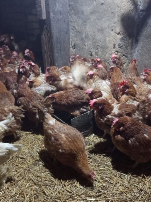 Ломан Браун несушки куууры