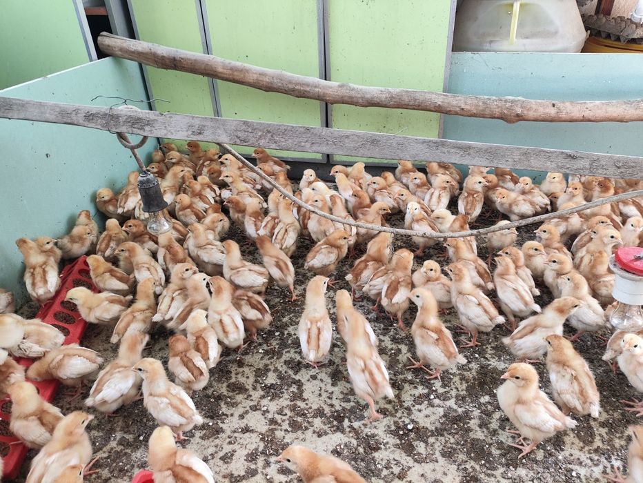 Продам кур ломан Браун