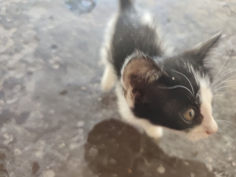 Котята домашние пять штук