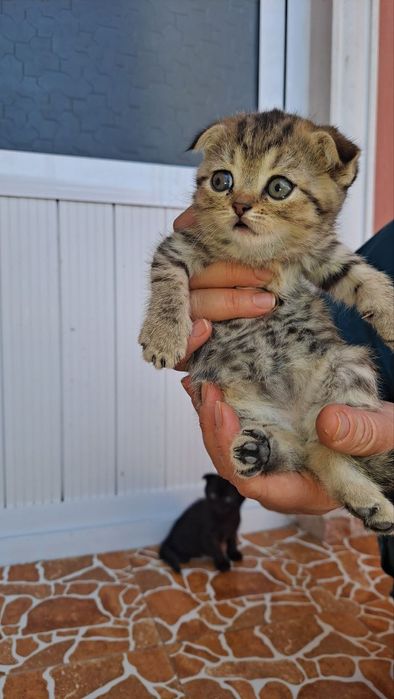 Британский фольд вислоухий