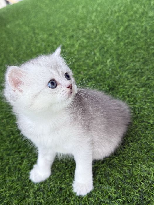 Scottish straight chinchilla original