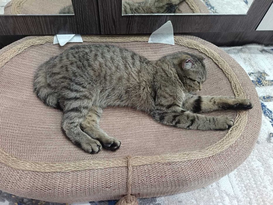 Вислоухая Британская