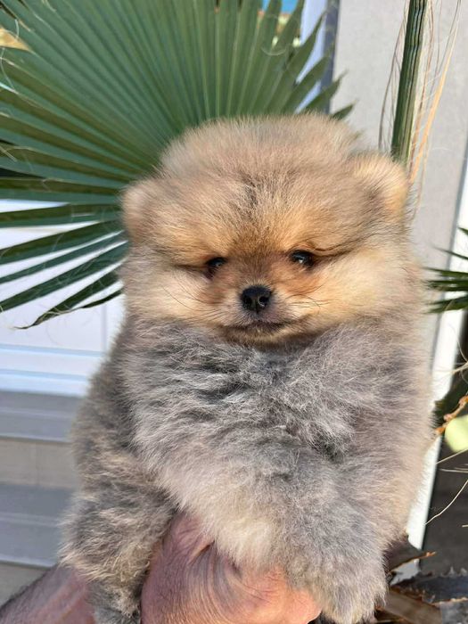 Мини пумеранчета