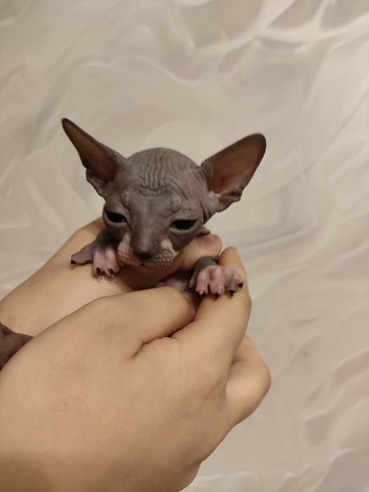 Канадский сфинкс