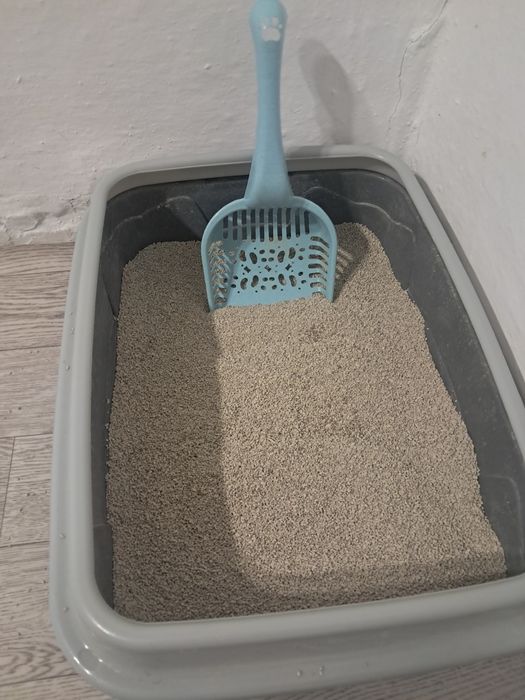 Отдам даром кота