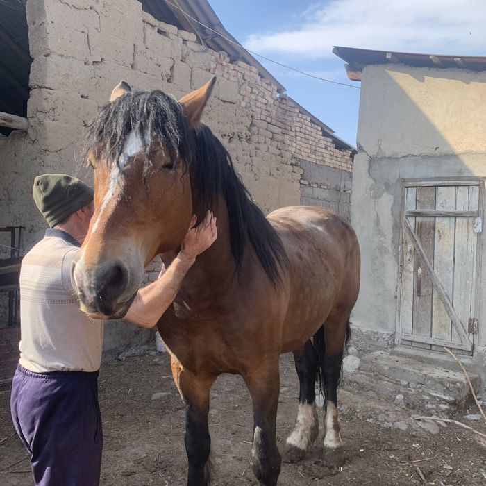 Айғыр сатылады жылкы ат конь