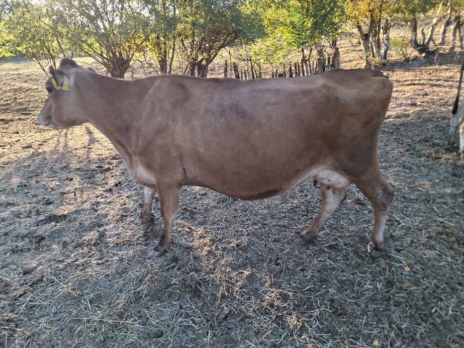 Vaca jersey cu pedigree