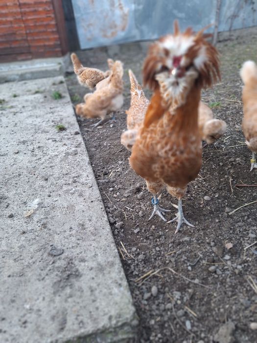 Oua ptr incubat din rasa Paduane Chamoise.